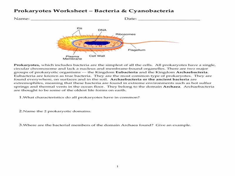 Characteristics Of Bacteria Worksheet Elegant Prokaryotic Eukaryotic Student Practice Free Printable