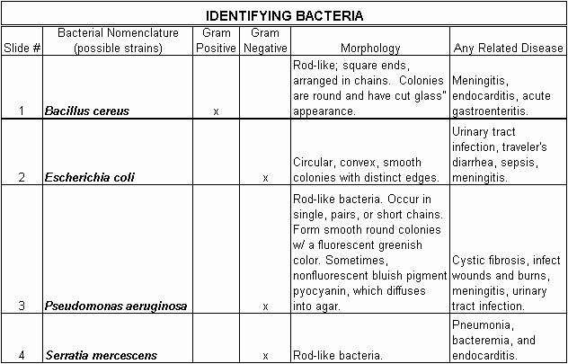 Characteristics Of Bacteria Worksheet Luxury Bacterial Morphology Chart Microbiology