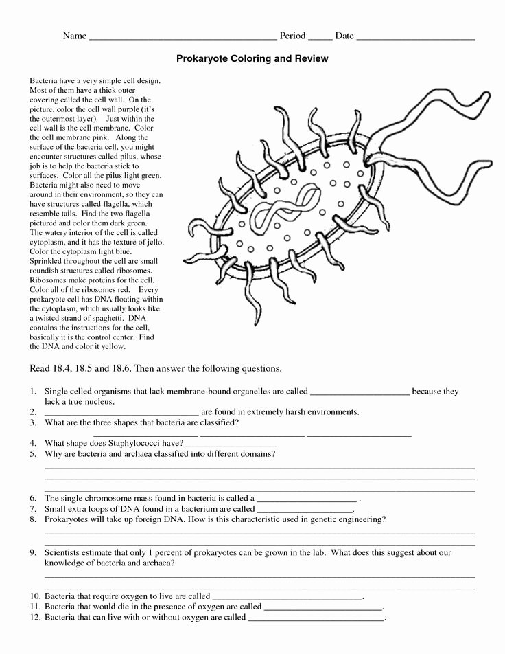 Characteristics Of Bacteria Worksheet New Prokaryotic Vs Eukaryotic Clip Art Google Search