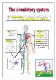 Circulatory System Worksheet Answers Fresh 1000 Images About 5th Grade Science On Pinterest