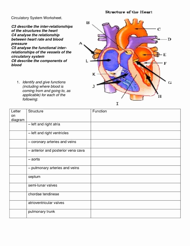 Circulatory System Worksheet Answers Fresh Circulatory System Diagram for Kids