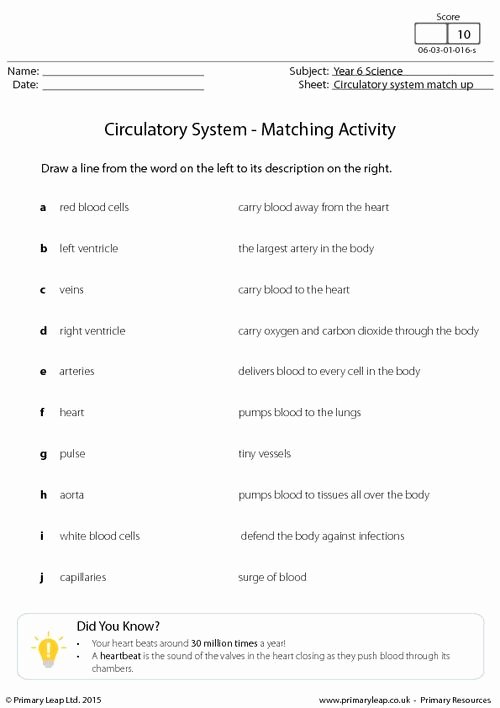 Circulatory System Worksheet Answers Lovely Circulatory System Match Up