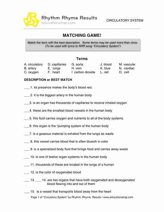 Circulatory System Worksheet Answers New the Circulatory System Worksheet