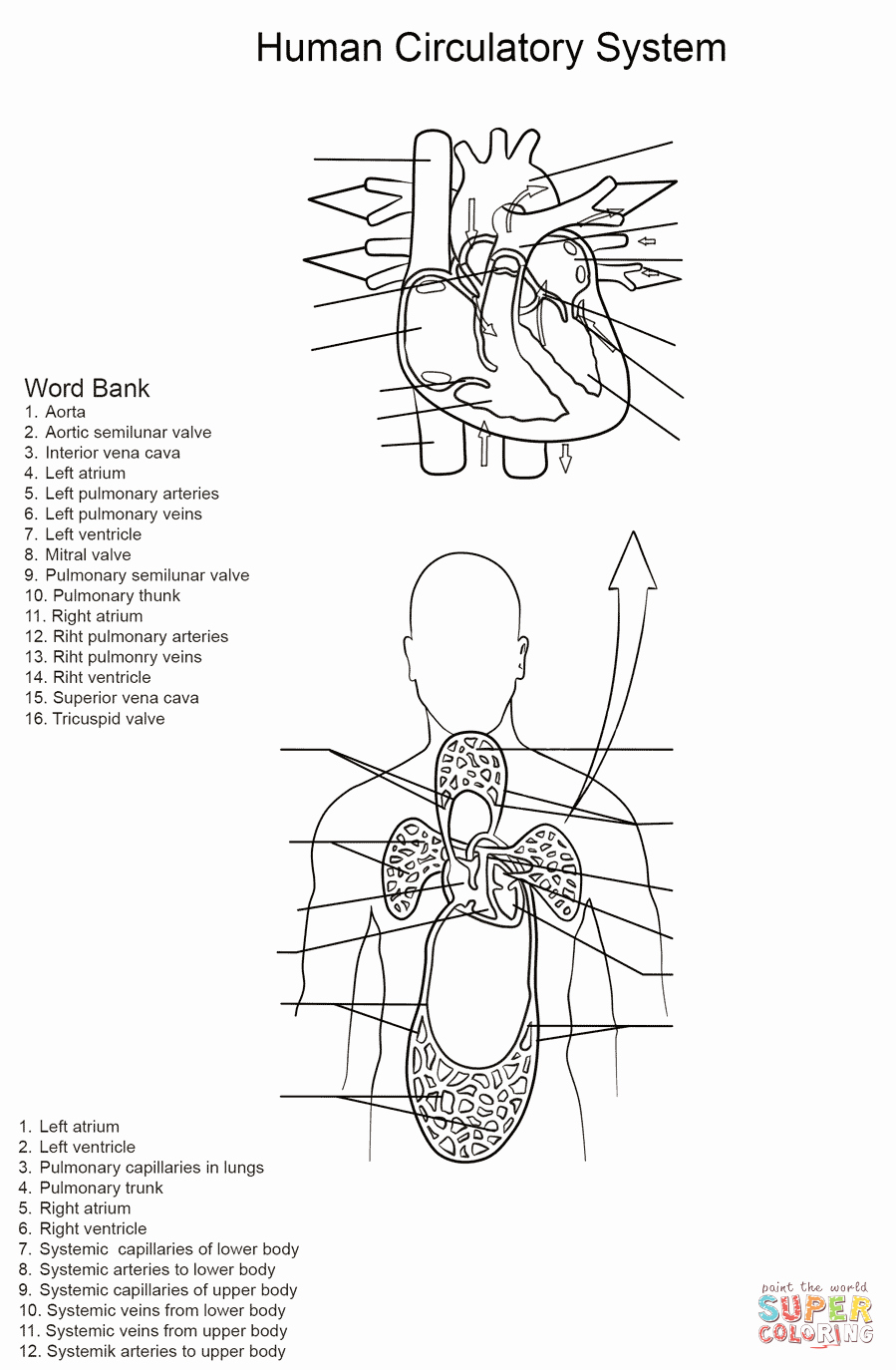 Circulatory System Worksheet Answers Unique Human Circulatory System Worksheet Coloring Page