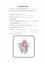 Circulatory System Worksheet Answers Unique the Circulatory System Esl Worksheet by Mariola Pdd