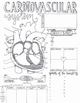 Circulatory System Worksheet Pdf Awesome Cardiovascular System Sketch Notes by Creativity Meets