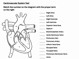 Circulatory System Worksheet Pdf Best Of Cardiovascular System Unit Circulatory System Bundle by