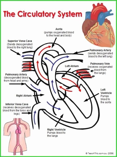 Circulatory System Worksheet Pdf Best Of Circulatory System College Stuff &amp; Tips