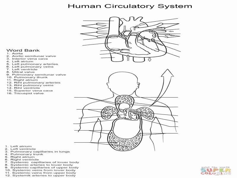 Circulatory System Worksheet Pdf Elegant the Circulatory System Worksheet