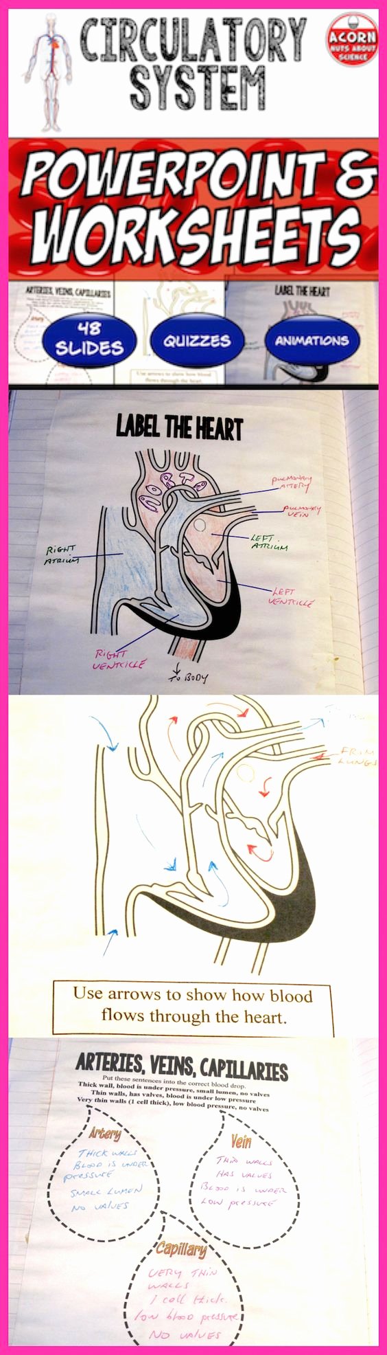 Circulatory System Worksheet Pdf Fresh Circulatory System Exit Tickets and Notebooks On Pinterest