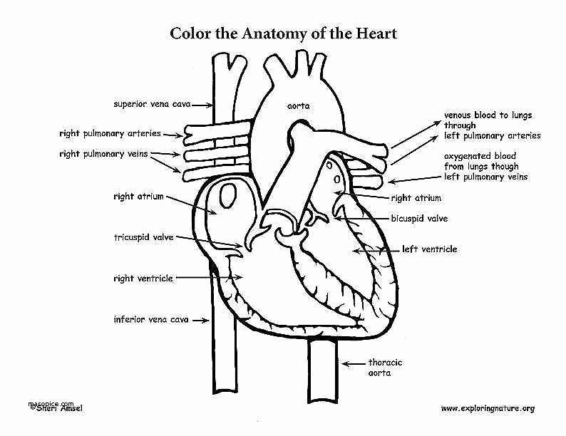 Circulatory System Worksheet Pdf Inspirational Cardiovascular System Worksheet