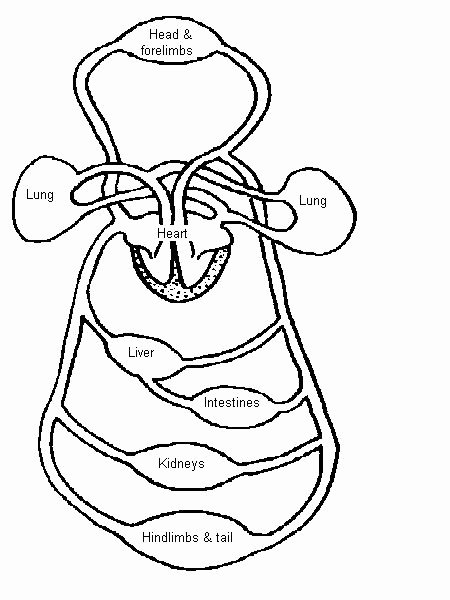 Circulatory System Worksheet Pdf Unique Kim Kardashian Ring Circulatory System Diagram Unlabeled