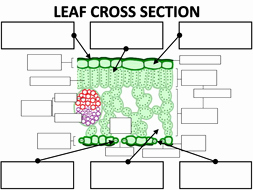 Cross Section Worksheet 7th Grade New Structure Of the Leaf by Amcooke