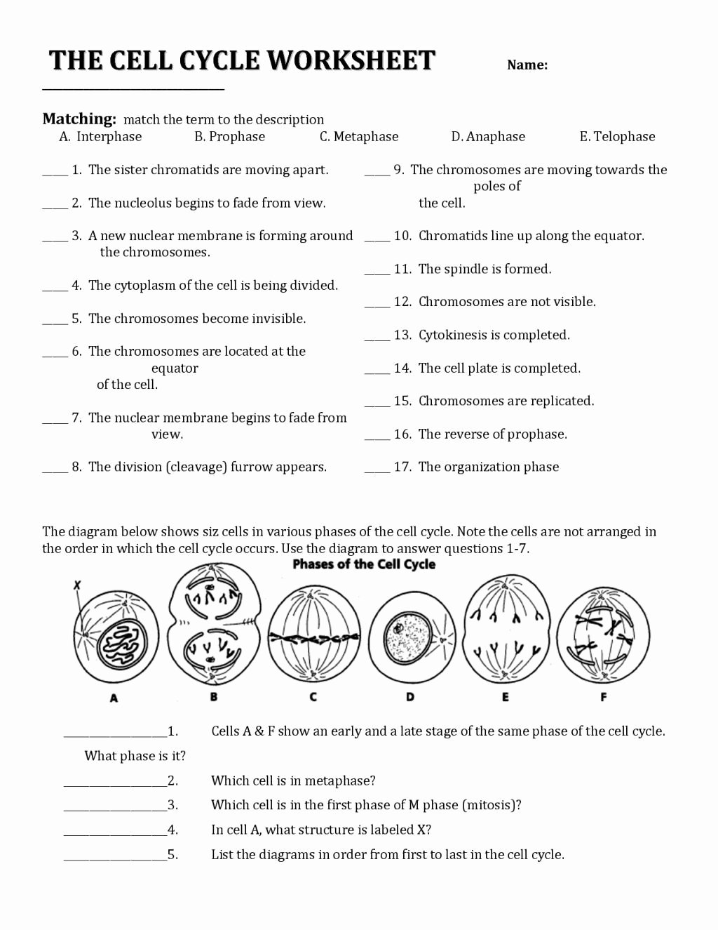 Cycles Worksheet Answer Key Elegant Image for the Cell Cycle Coloring Worksheet Key