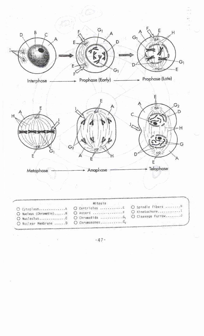 Cycles Worksheet Answer Key Luxury Cell Cycle and Mitosis Worksheet