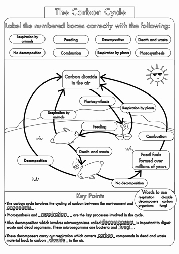 Cycles Worksheet Answer Key Luxury Gcse Carbon Cycle Worksheets and A3 Wall Posters by