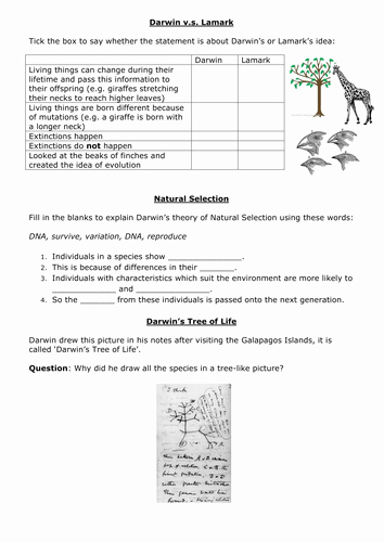 Darwin Natural Selection Worksheet Unique Darwin Vs Lamarck Worksheet F by Jacthecat
