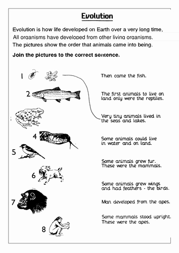 Darwin&amp;#039;s Natural Selection Worksheet Luxury Evolution Sen Sheet by Rajndhra