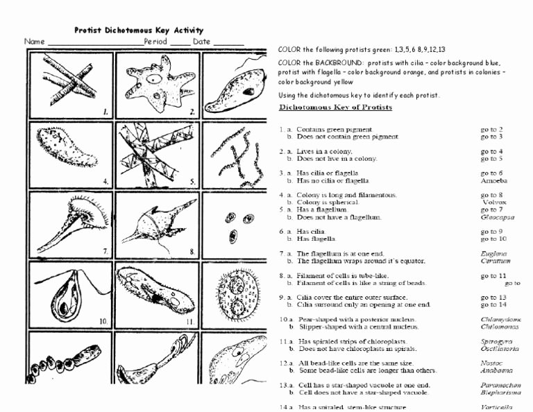 Dichotomous Key Worksheet Middle School Elegant Protist Dichotomous Key Worksheet Activity