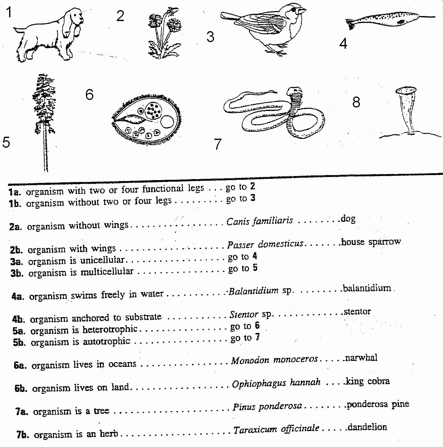 50 Dichotomous Key Worksheet Pdf