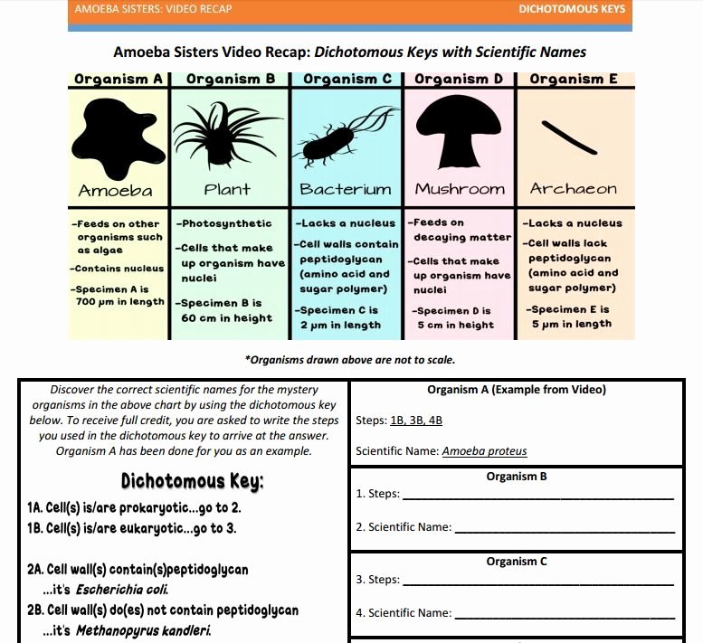 50 Dichotomous Key Worksheet Pdf | Chessmuseum Template Library