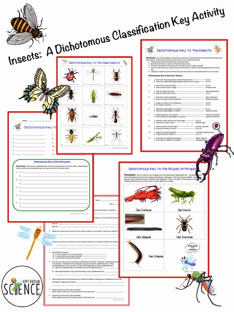 Dichotomous Key Worksheet Pdf Fresh Insect Dichotomous Key Worksheet the Best Worksheets Image