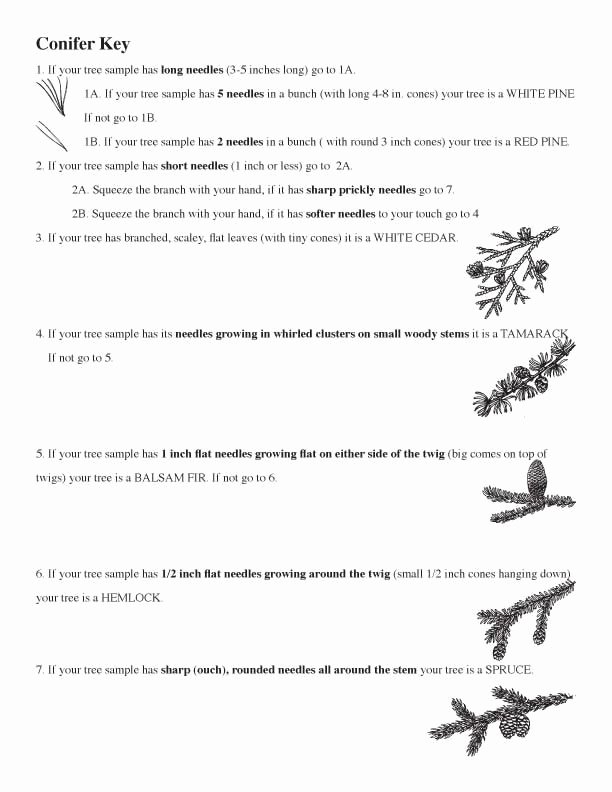 50 Dichotomous Key Worksheet Pdf Chessmuseum Template Library