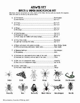 Dichotomous Key Worksheet Pdf Unique Insects and Spiders Dichotomous Key by Cara Baldree From