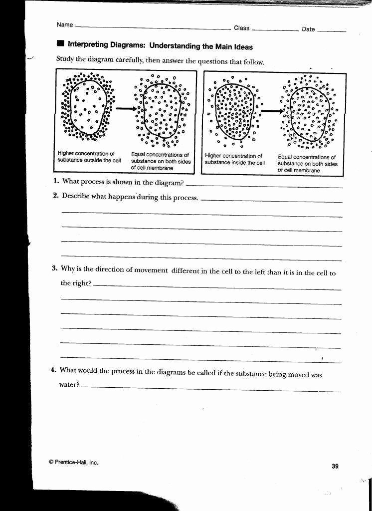 50 Diffusion And Osmosis Worksheet Answers