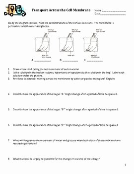 Diffusion and Osmosis Worksheet Answers Unique Cell Transport Worksheet Osmosis Diffusion