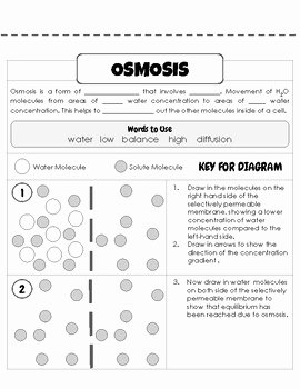 Diffusion and Osmosis Worksheet Answers Unique Diffusion &amp; Osmosis Worksheet by Flawsome Learning