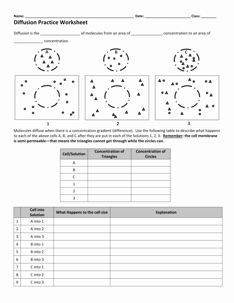 Diffusion and Osmosis Worksheet Awesome Diffusion Worksheet Key
