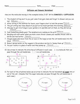 Diffusion and Osmosis Worksheet Awesome Studylib Essys Homework Help Flashcards Research