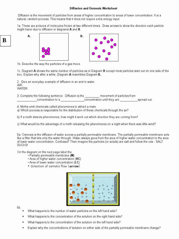 50 Diffusion And Osmosis Worksheet