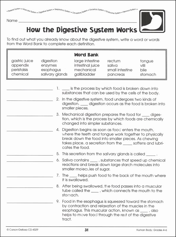 Digestive System Worksheet Answer Key Awesome Human Body Grades 4 6 Details Rainbow Resource