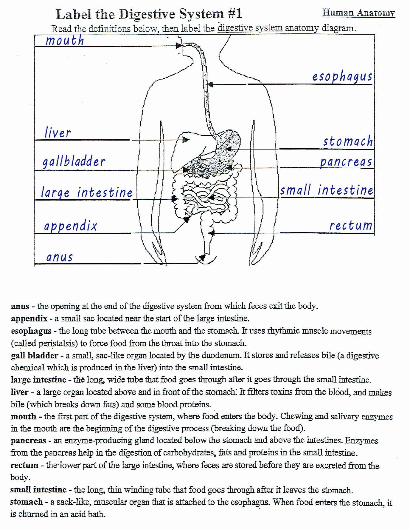 Digestive System Worksheet Answer Key Awesome Mckenna Mrs Home Page