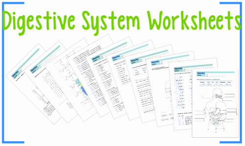 Digestive System Worksheet Answer Key Awesome the Digestive System Worksheet by Uk Teaching Resources