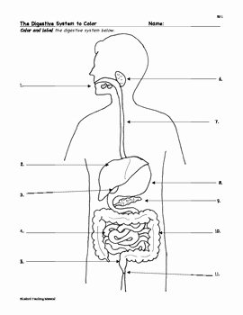 Digestive System Worksheet Answer Key Best Of Digestion Digestive System Facts Color Worksheet