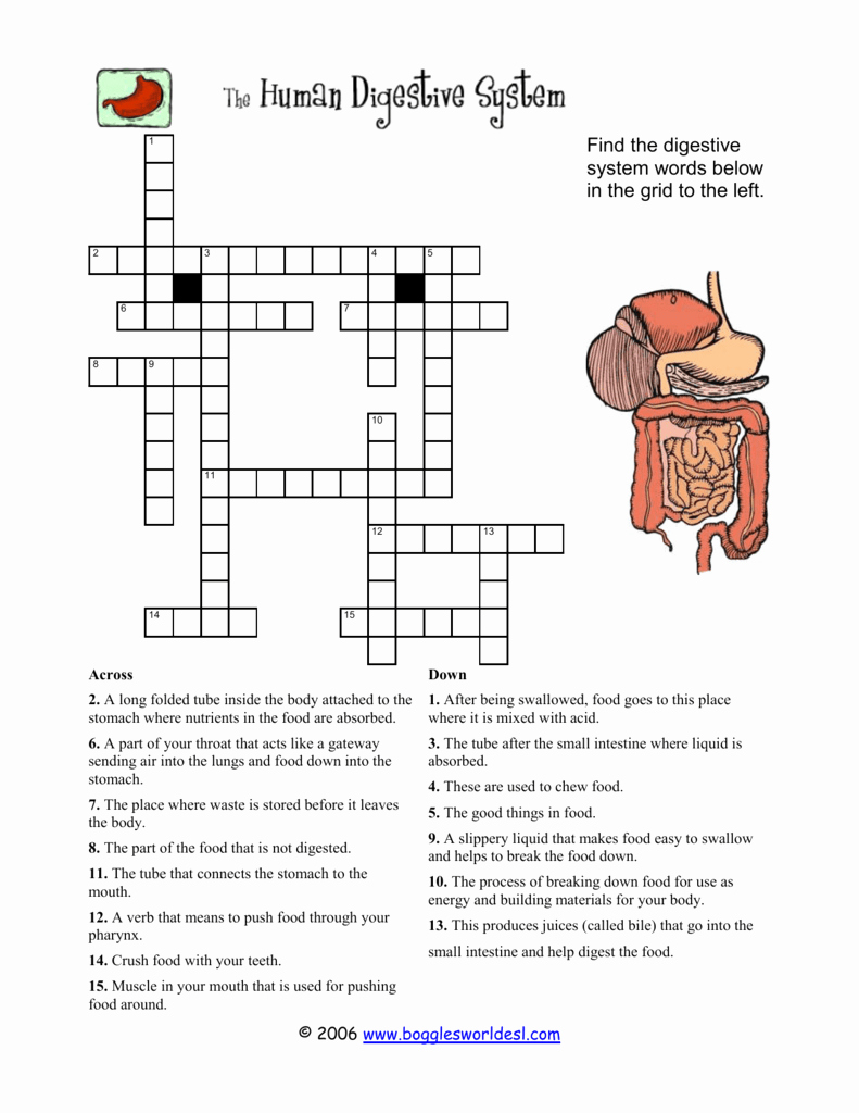 Digestive System Worksheet Answer Key Elegant Digestive System Crossword