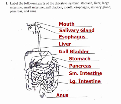 Digestive System Worksheet Answer Key Elegant Mrs Albanese S 7th Grade Science Class Digestive System