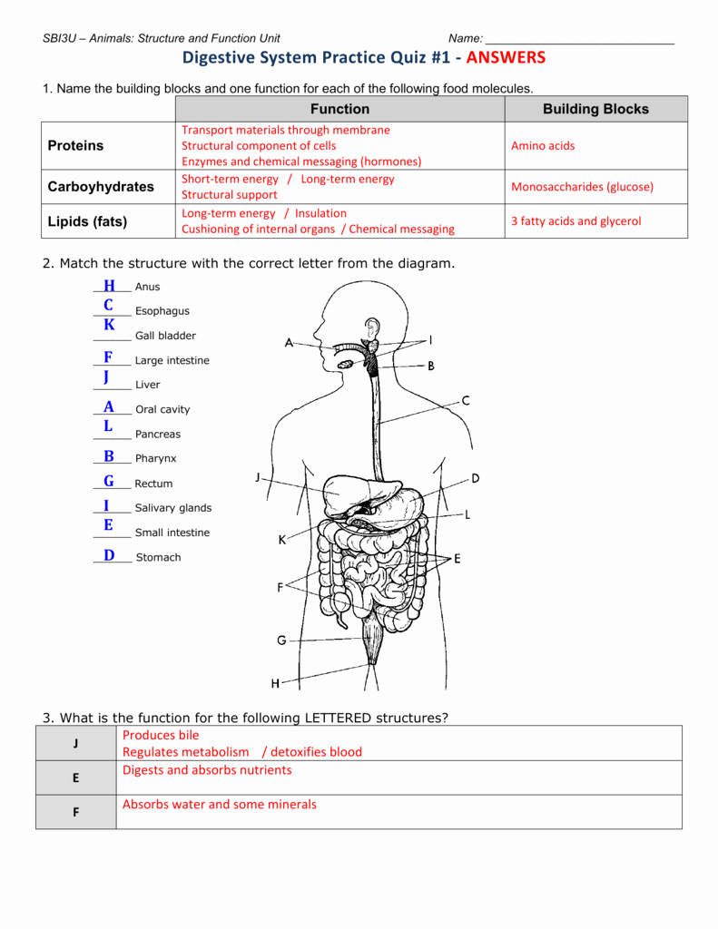 Digestive System Worksheet Answer Key Fresh Sbi3u – Animals Structure and Function Unit
