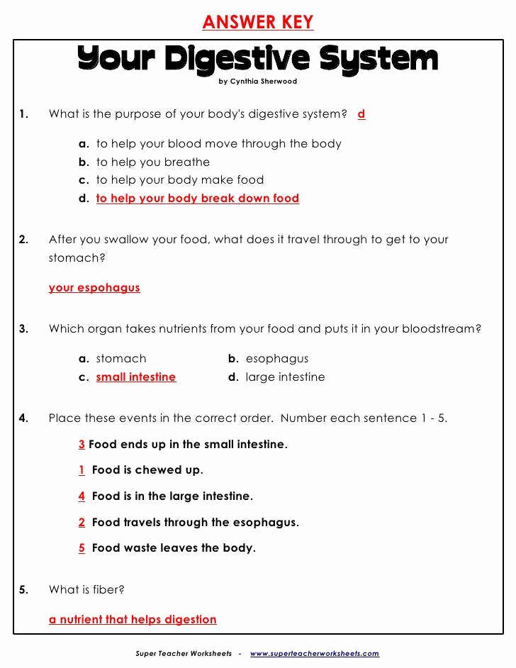 Digestive System Worksheet Answer Key Inspirational Digestive System Worksheet