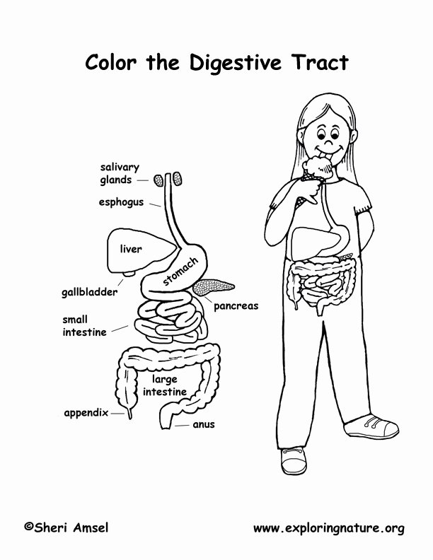 Digestive System Worksheet Answer Key Lovely Excellent Design Digestive System Coloring – Coloring