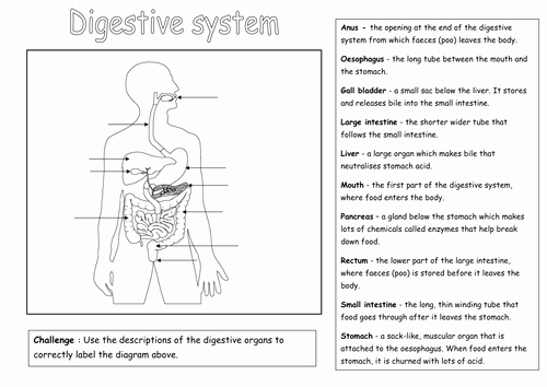 Digestive System Worksheet Answer Key Lovely Label the Digestive System by Rmr09 Teaching Resources Tes