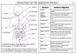 Digestive System Worksheet Answer Key Luxury Gcse Digestion topic Resource Pack Updated by Beckystoke