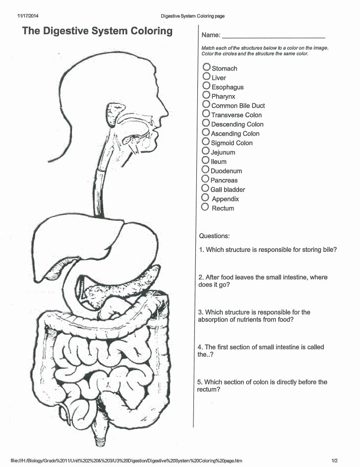 Digestive System Worksheet Answer Key