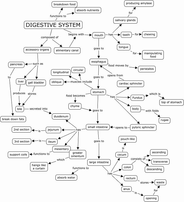 Digestive System Worksheet Answer Key New 17 Best Of Nursing Anatomy and Physiology Worksheet