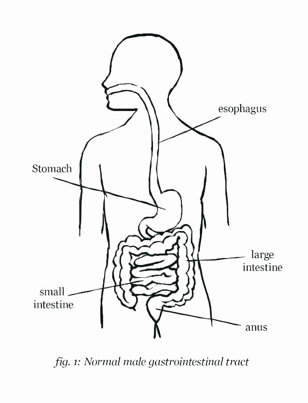 Digestive System Worksheet Answer Key New Human Body Systems Worksheets Pdf – Skgold