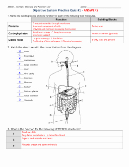 Digestive System Worksheet Answer Key Unique Digestive System Vocabulary Worksheet