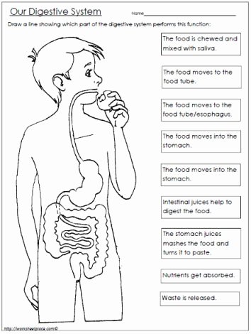 free digestive system worksheet